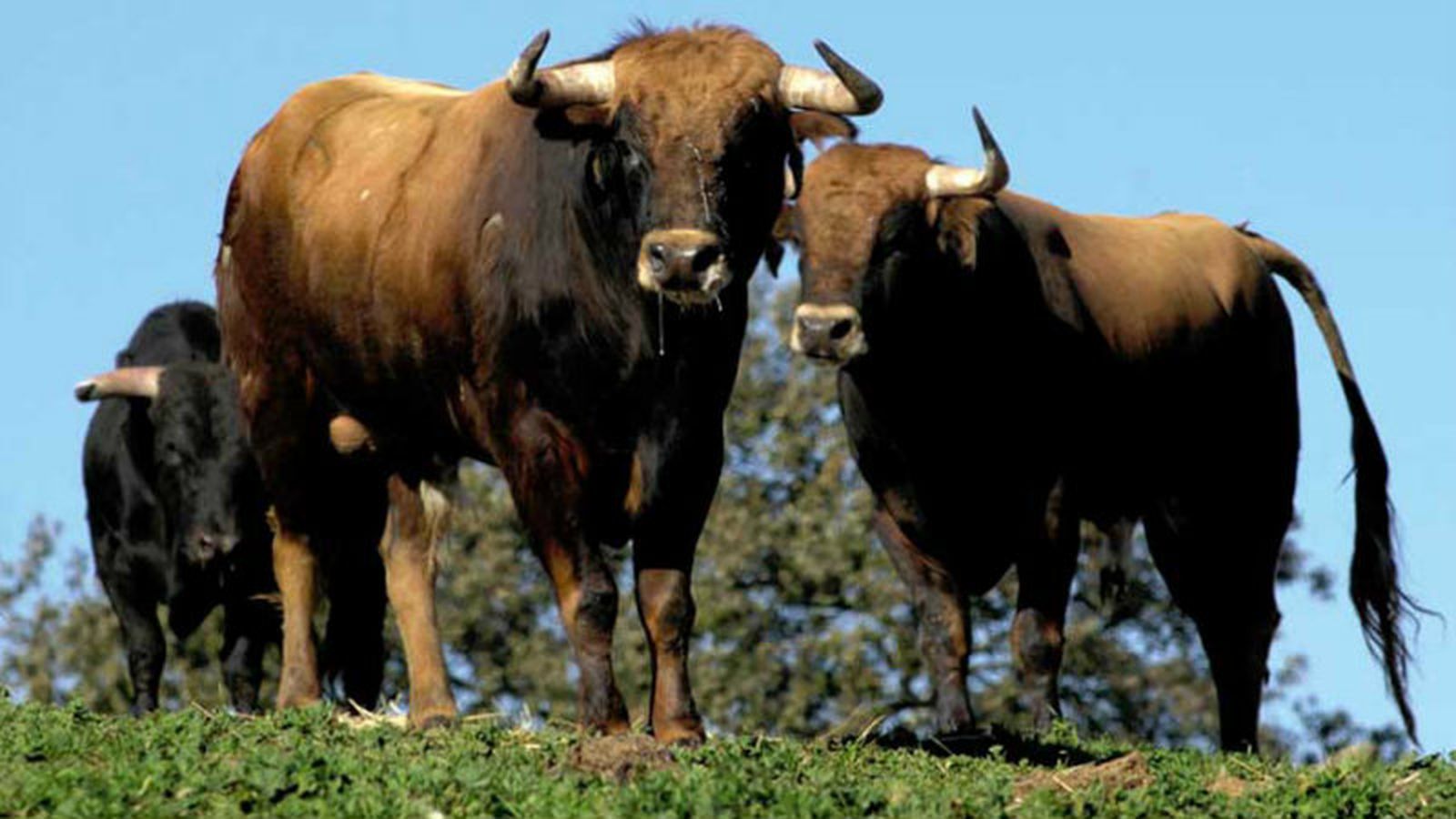 toros