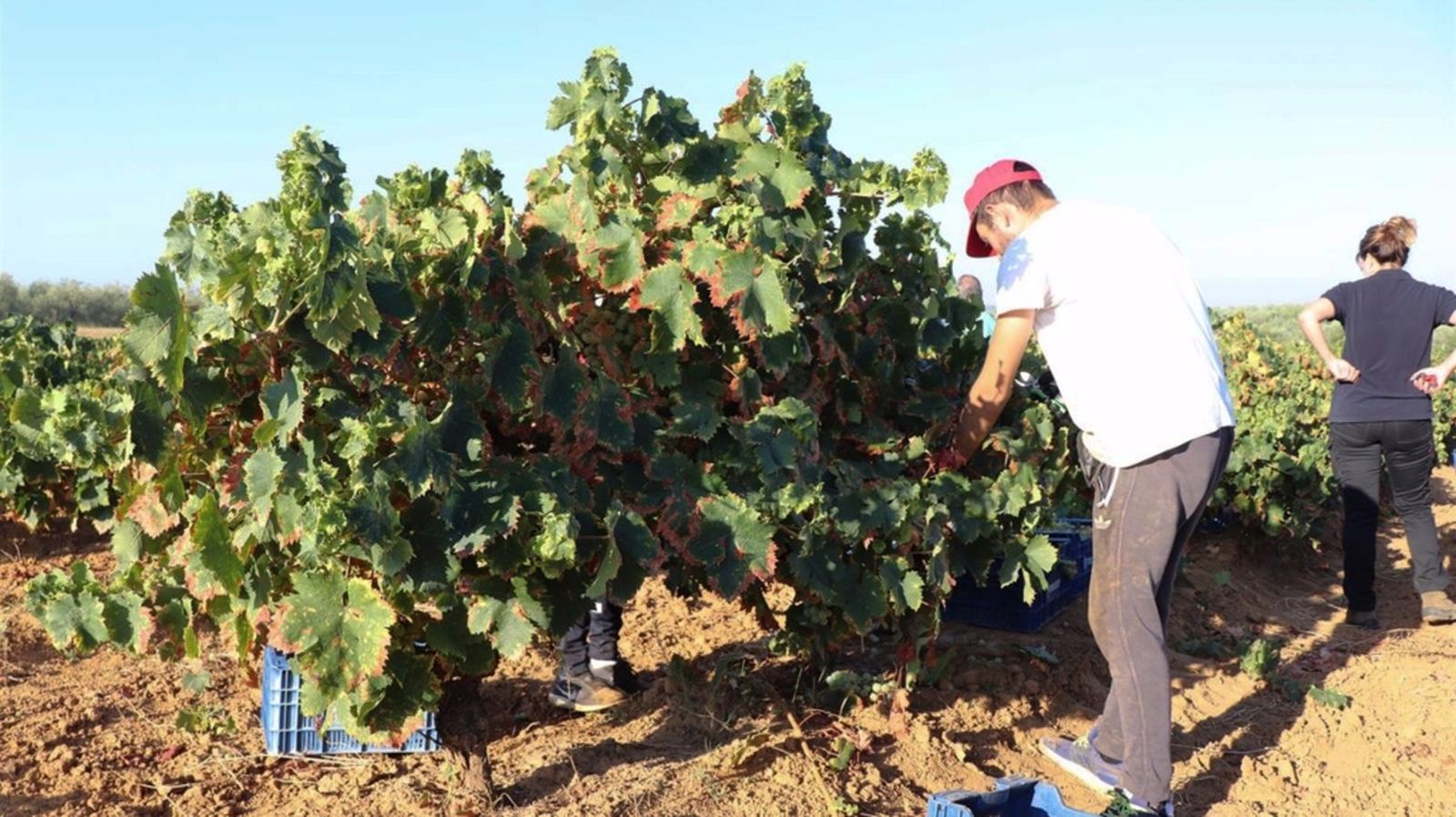 Campos de El Condado, en Huelva