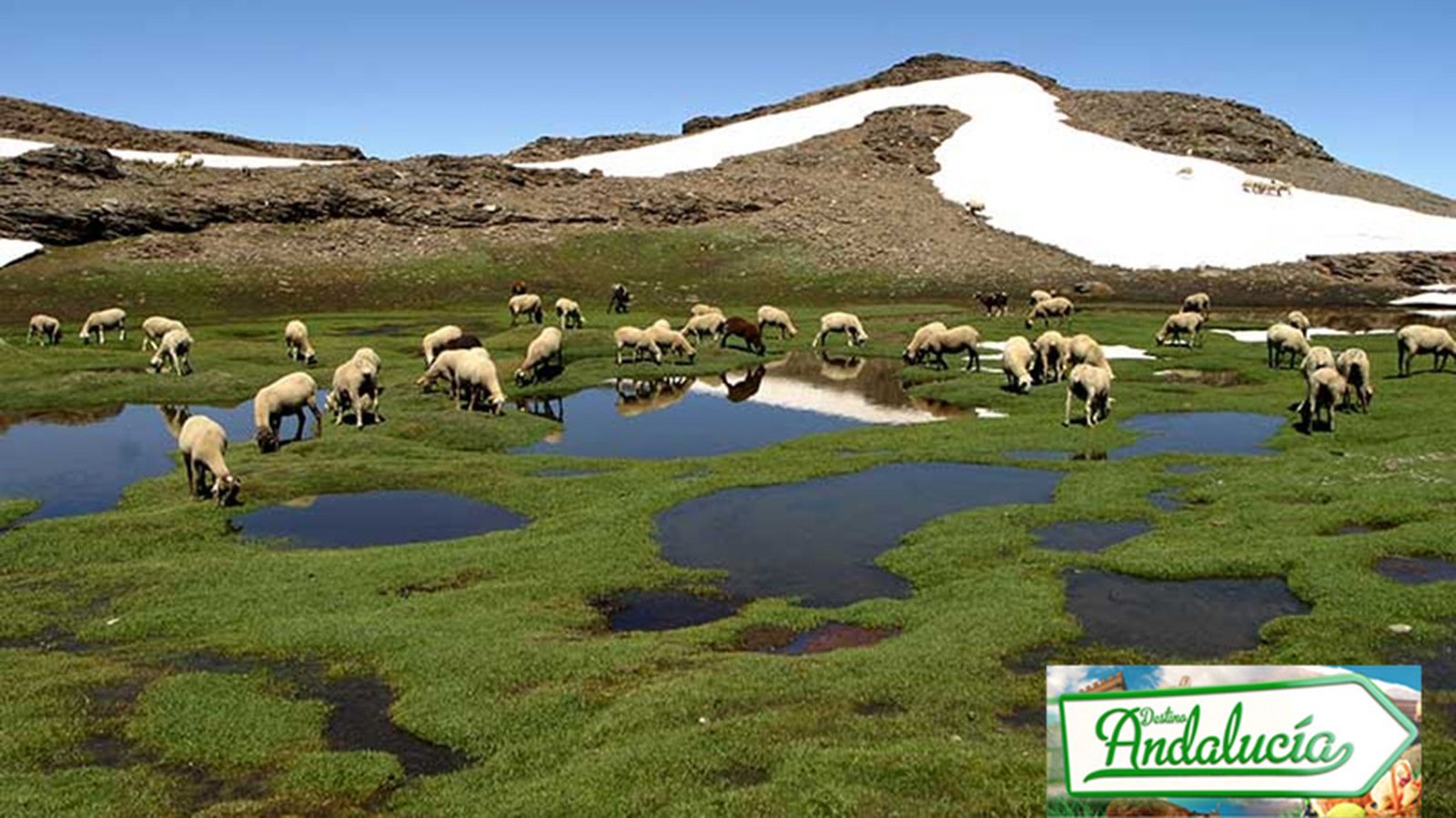 Destino andalucia | 14 julio (comu)