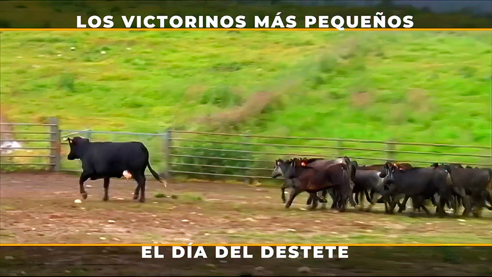 La complicada tarea del destete de los becerros en la ganadería de Victorino Martín