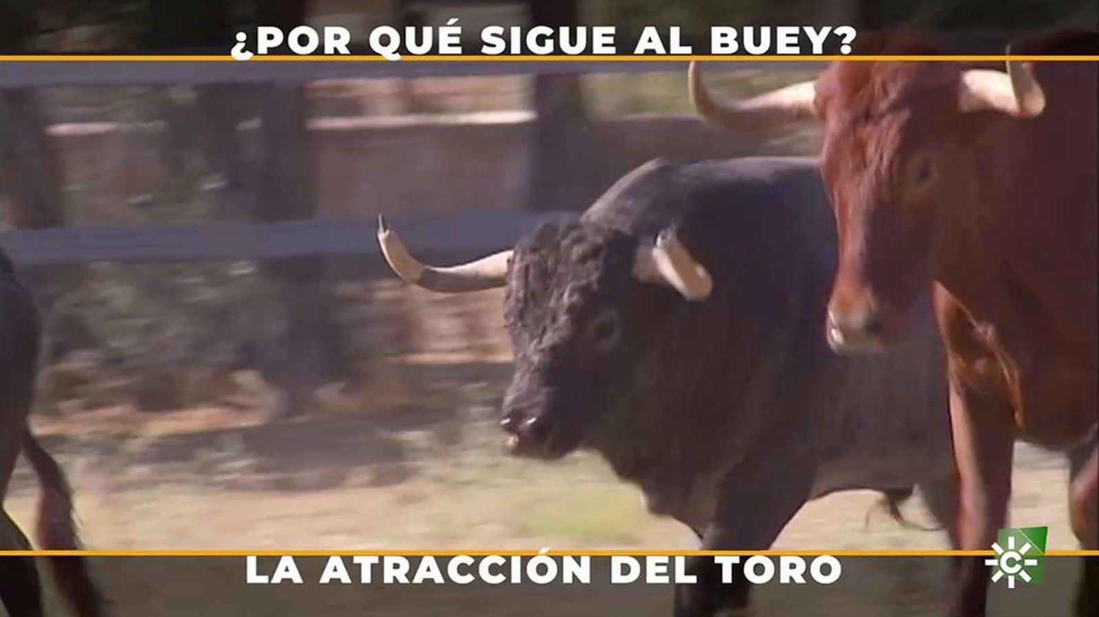 ¿Por qué el toro bravo siempre sigue a los cabestros?