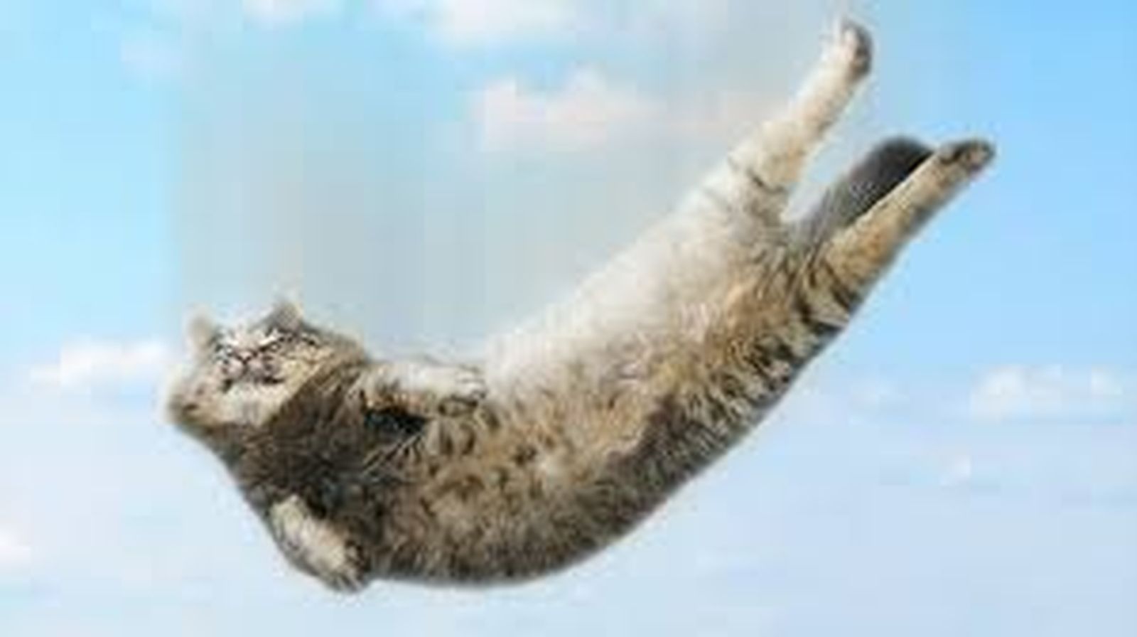 gato