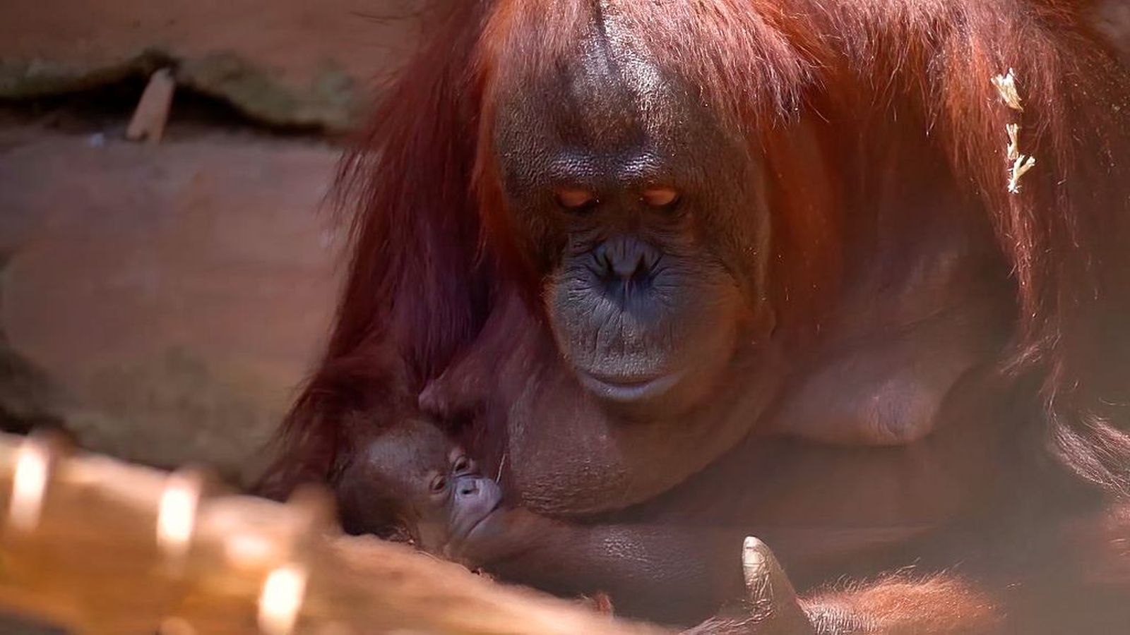 Una cría de orangután nace en Fuengirola y despierta una nueva esperanza para la especie