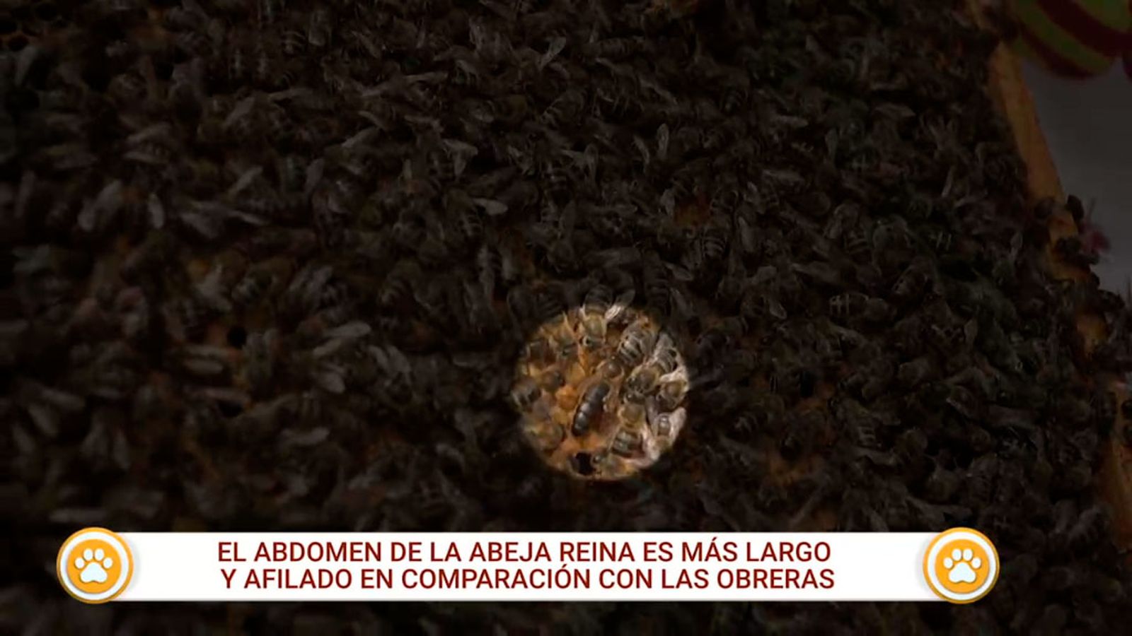 patas arriba reina abeja 1024x576