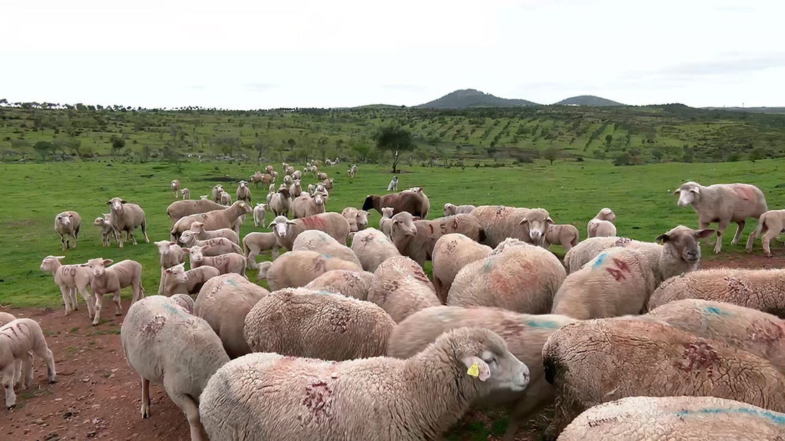 Nuevos mercados para la venta de corderos