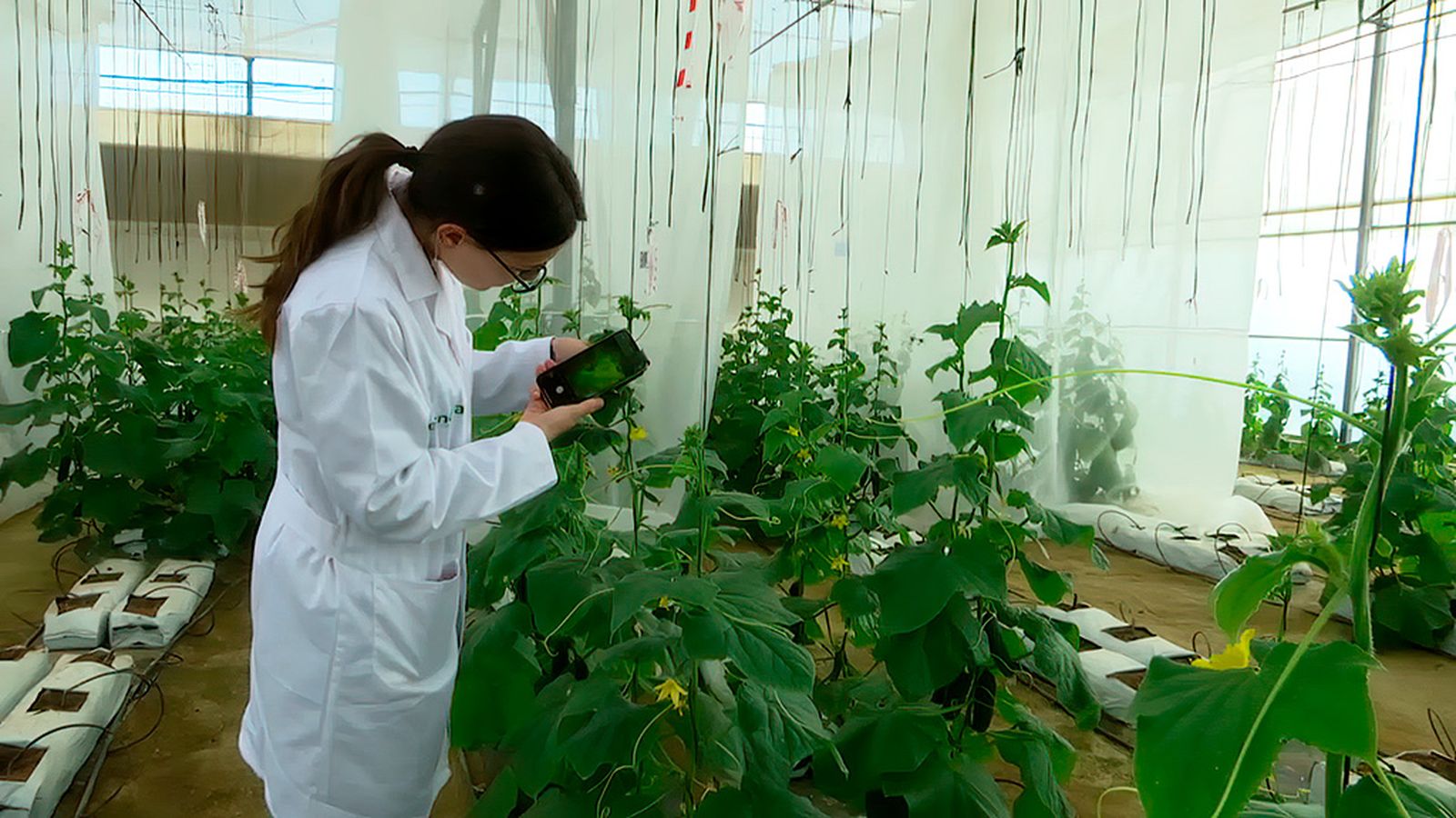 El papel de la inteligencia artificial en la agricultura