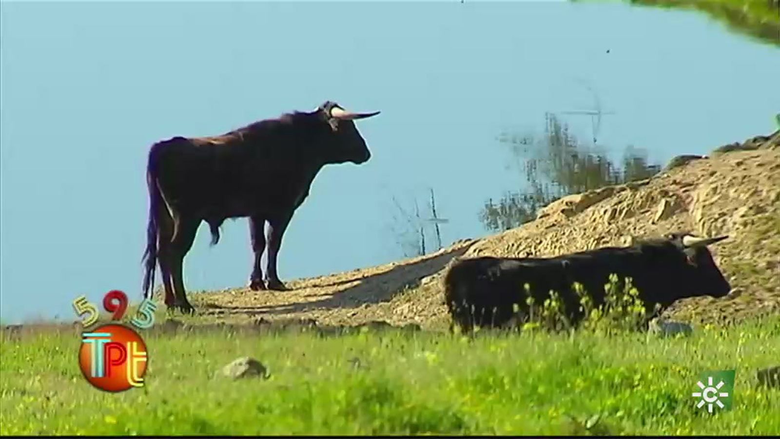 La Junta inicia un plan de choque en ayuda del toro bravo