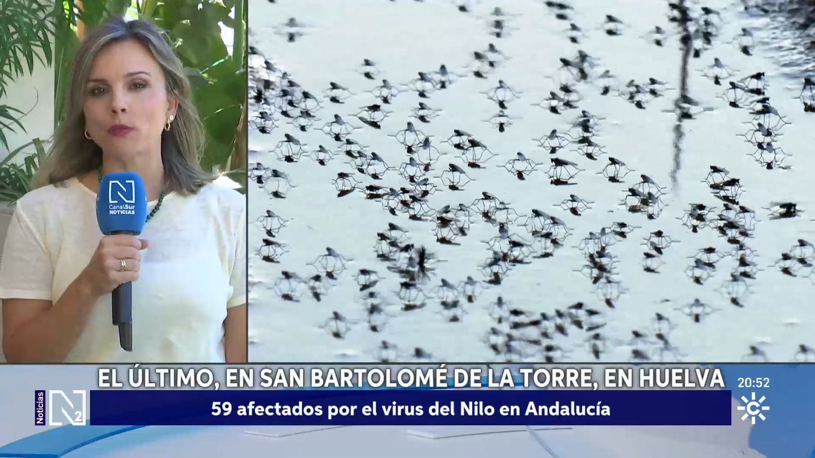 Nuevos casos de fiebre del Nilo Occidental