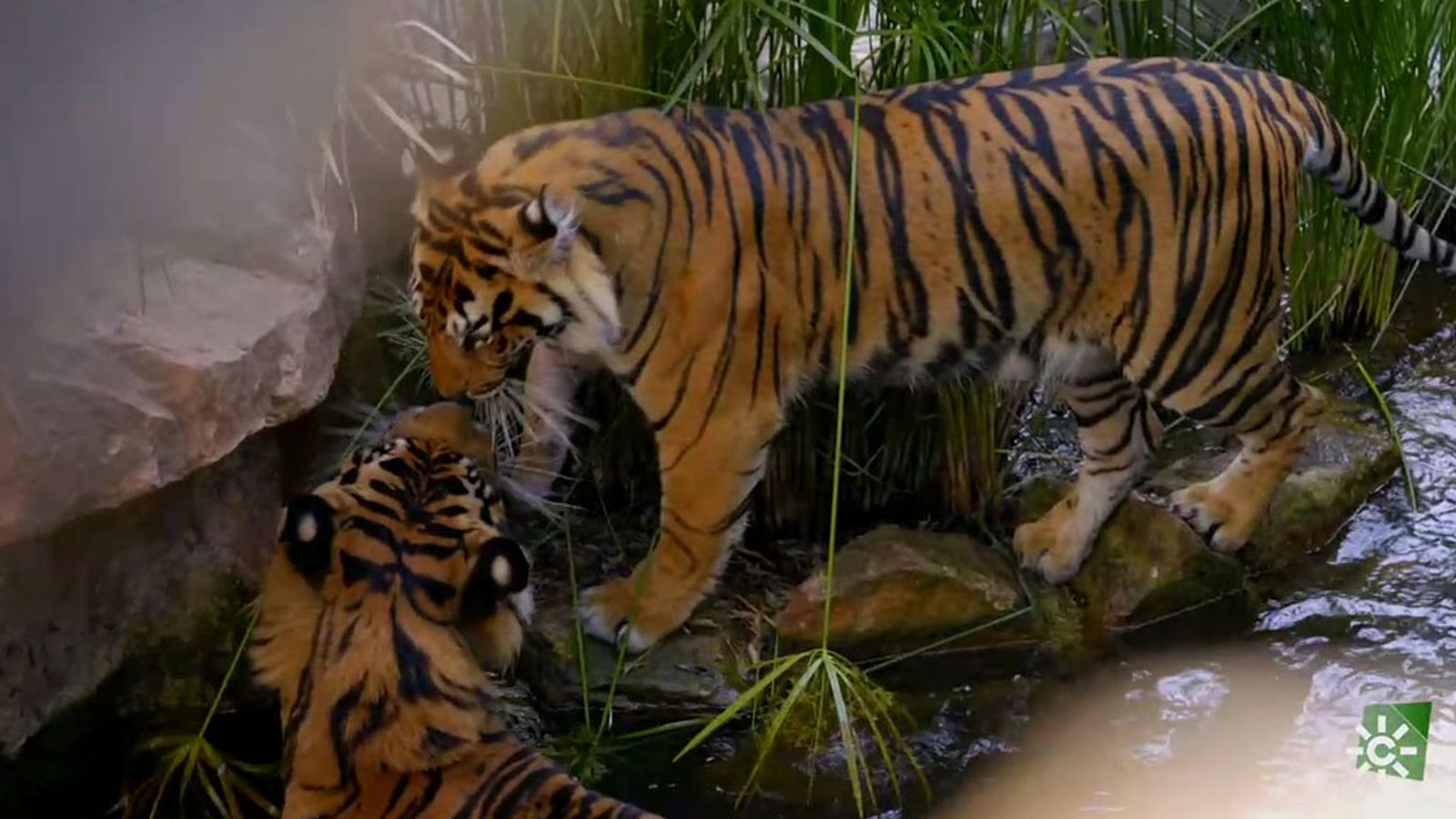 Harau y Kerinchi, una pareja de tigres de Sumatra del parque de Fuengirola con mucho carácter