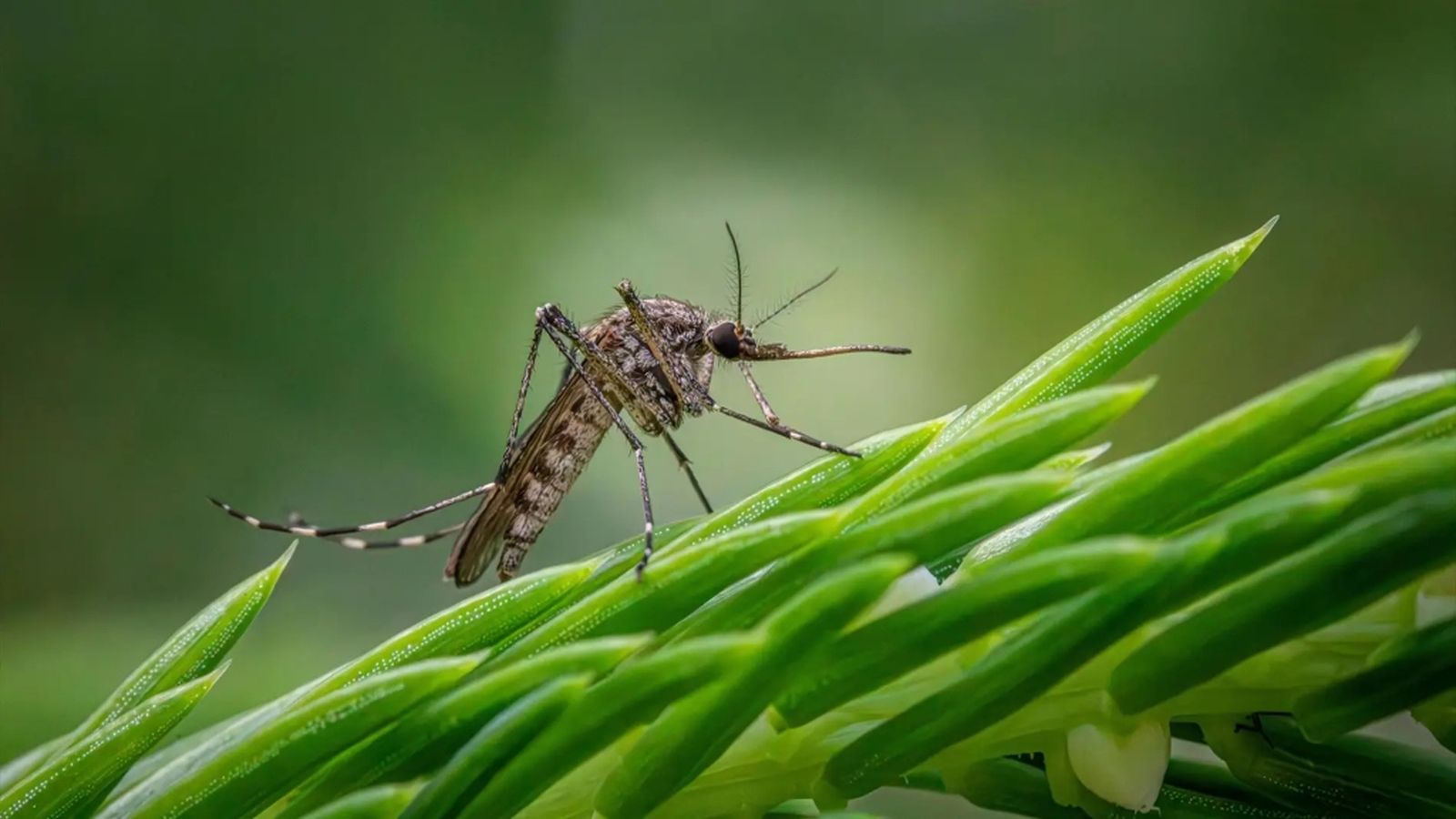 Mosquitos
