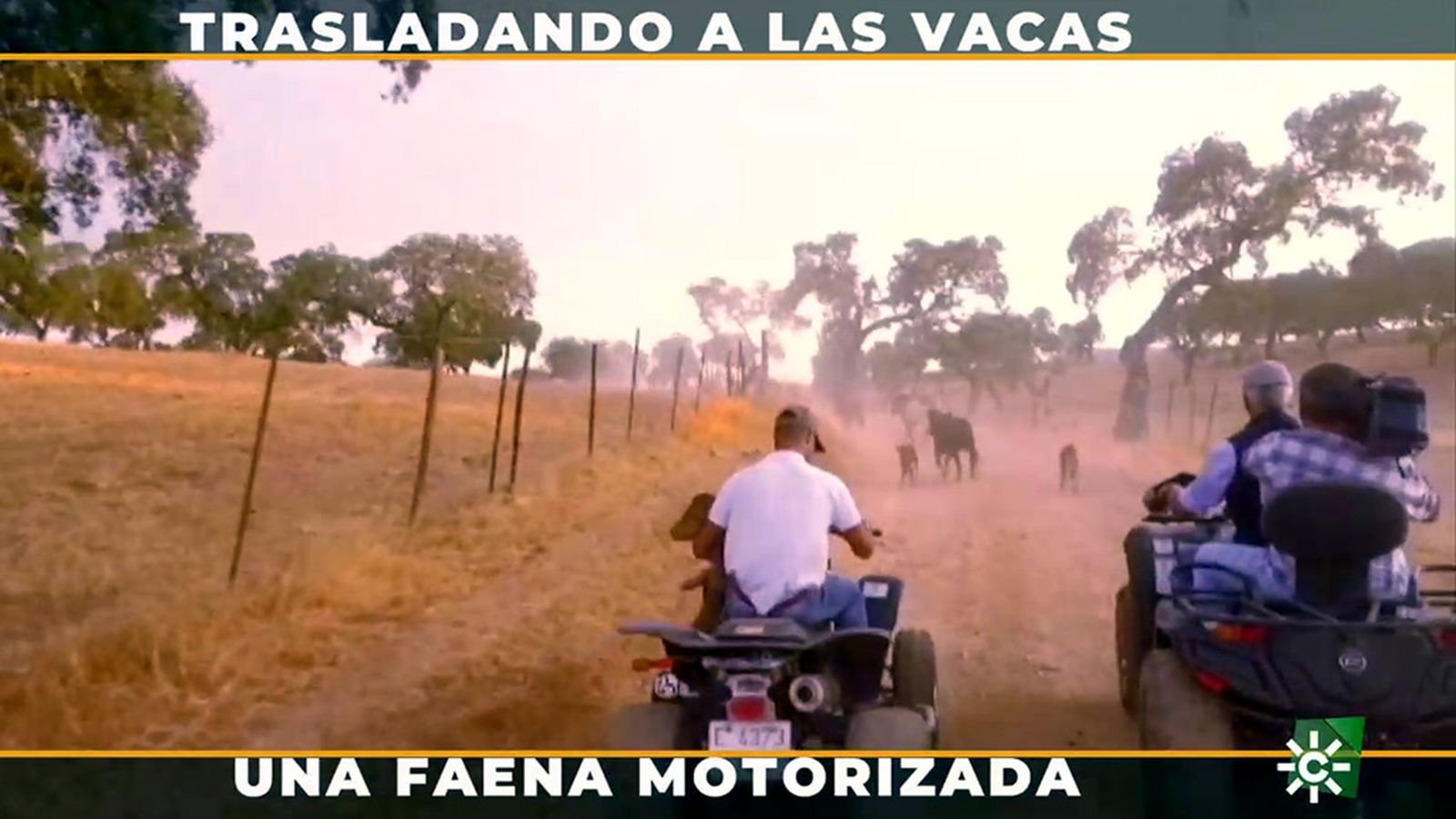 Los modernos caballistas trasladan el ganado a lomos de un quad