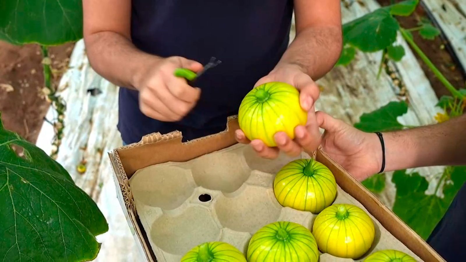El Zucchiolo ¿una fruta, una verdura o una hortaliza?