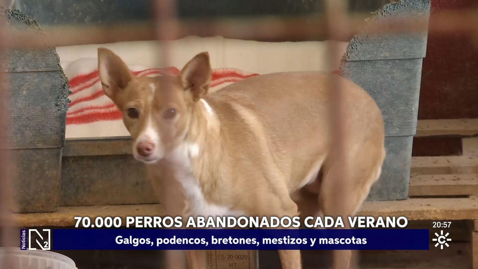 perros abandonados