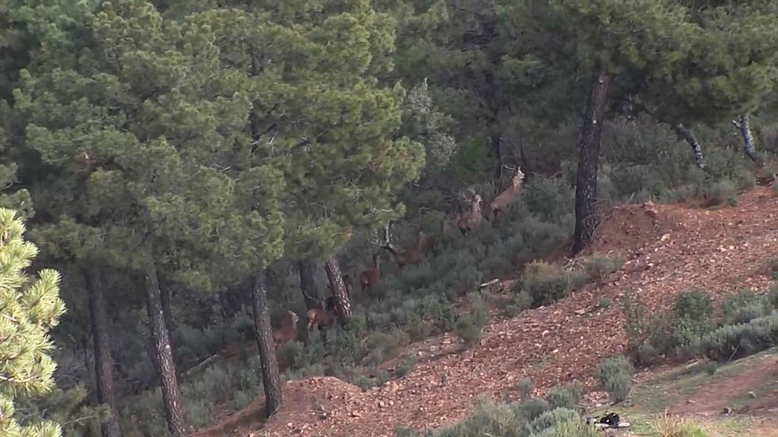 El programa inaugura el año con una montería en Sierra Morena