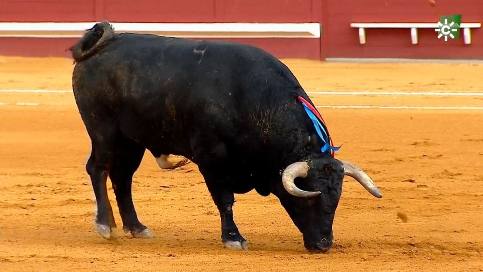 11_toros para todos