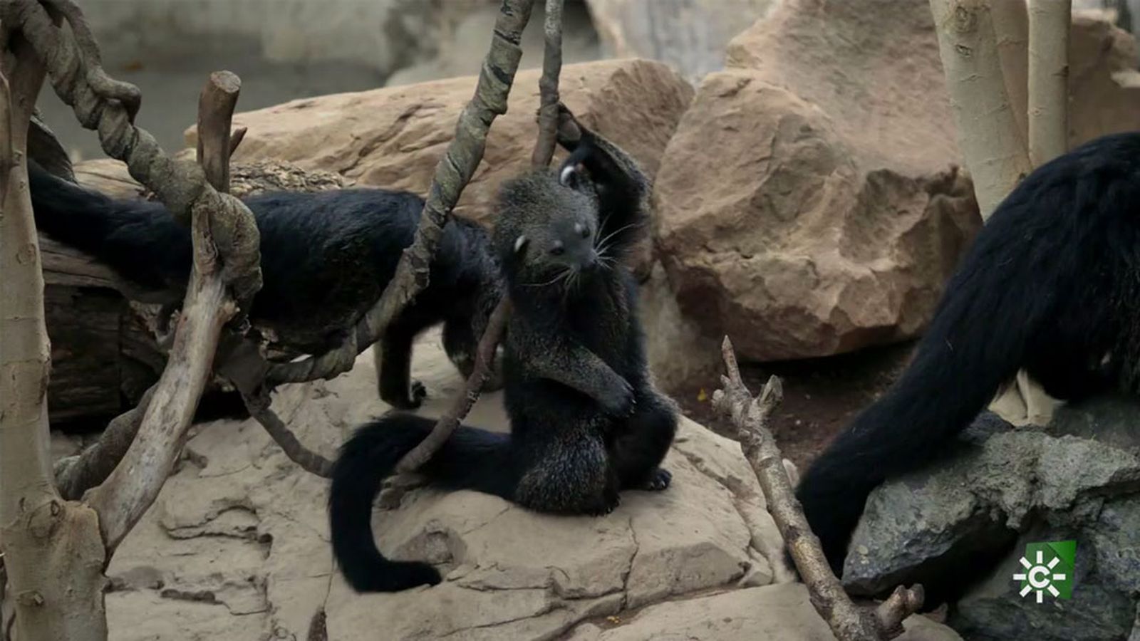 Los binturongs más traviesos que no quieren volver a sus cobijos