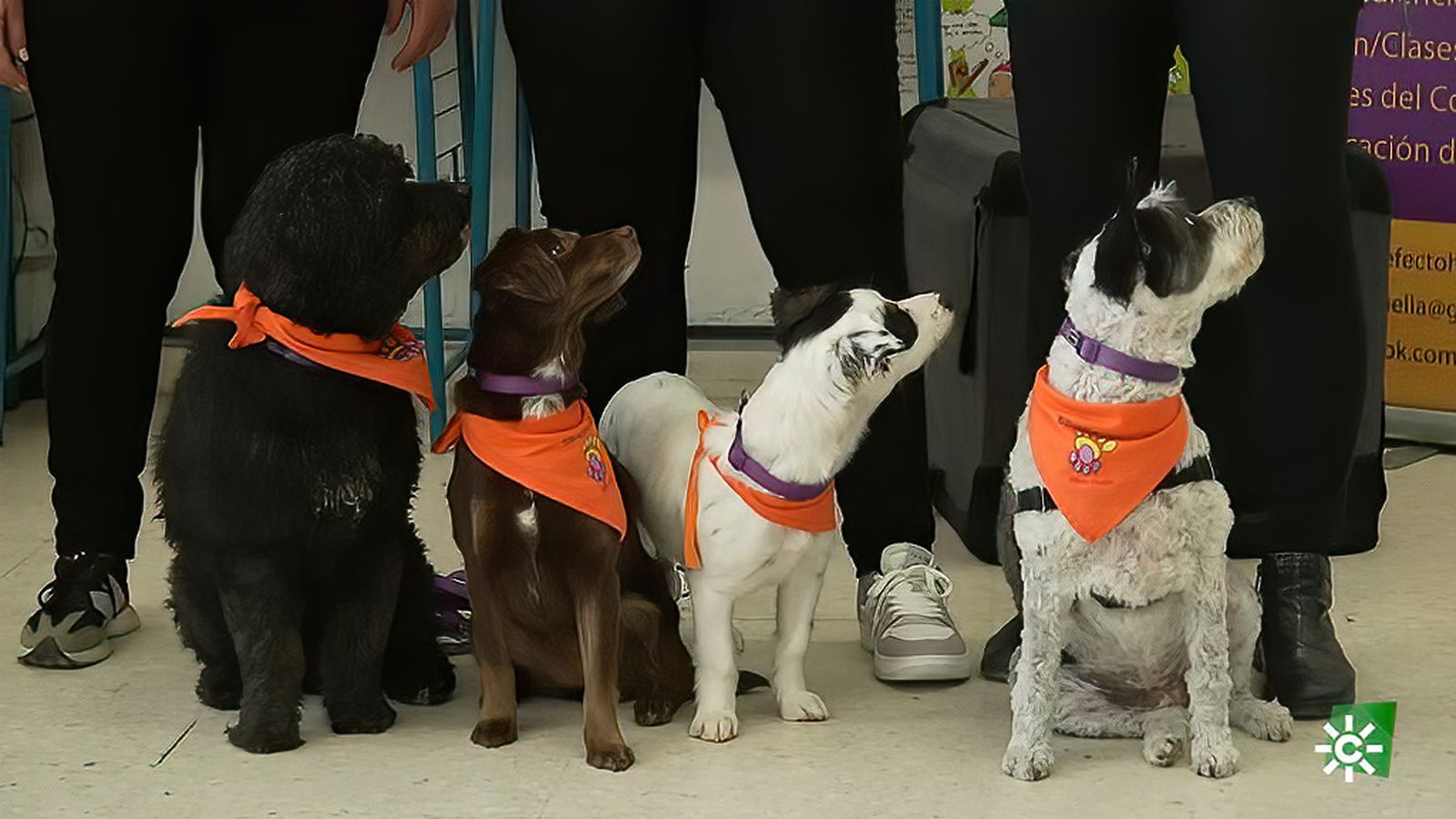 Talleres para educar a los más pequeños en el amor y el respeto a los animales