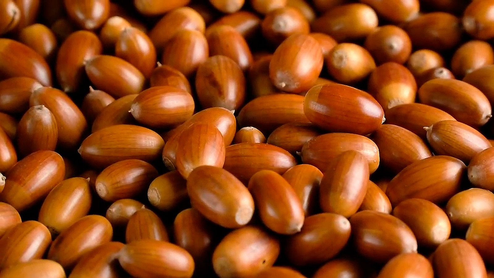 La bellota: un alimento con mucho potencial