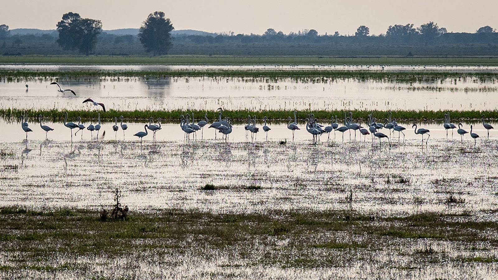 Marismas inundadas en Doñana