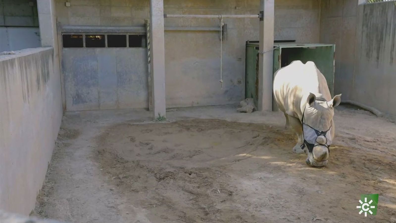 Una mascarilla gigante para evitar que las moscas acosen al rinoceronte blanco