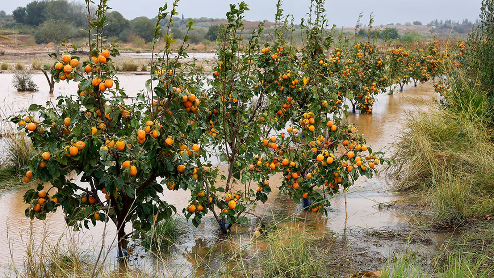 Campo de naranjos anegado en Valencia