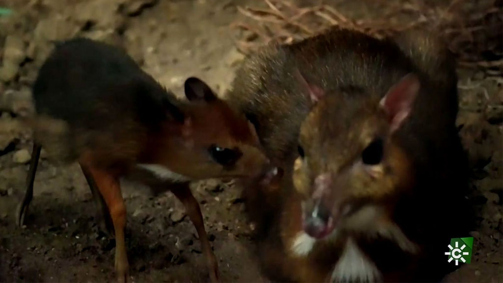 En busca del ciervo ratón que ha desaparecido