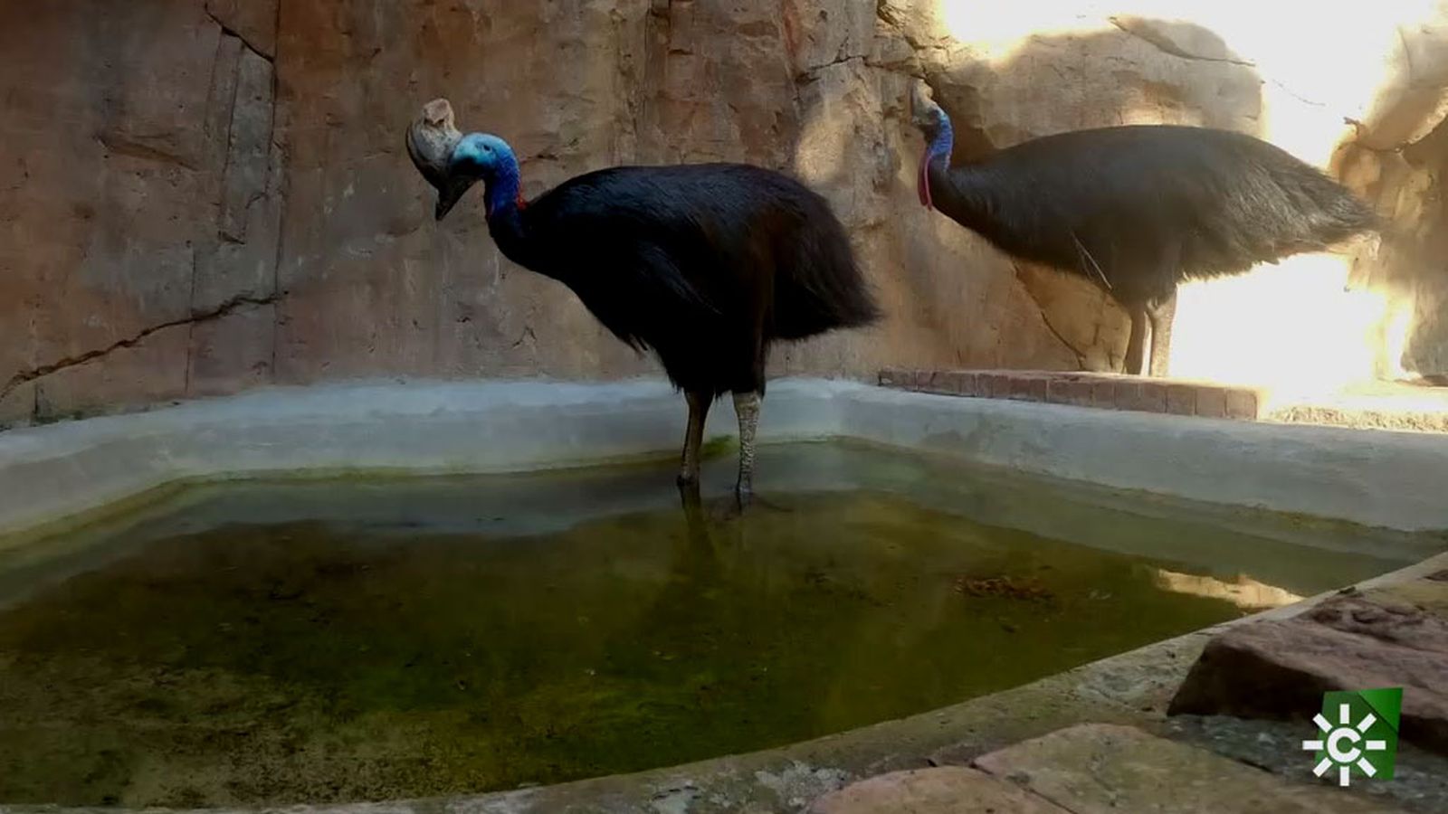 Los causarios muy parecidos a los velociraptores de Parque Jurásico