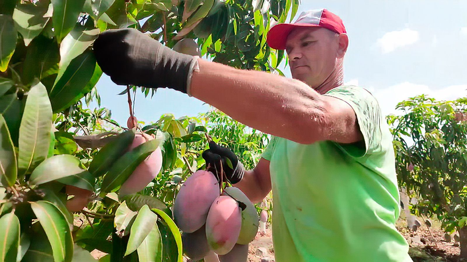 Un mango con tecnología 5G en Vélez-Málaga
