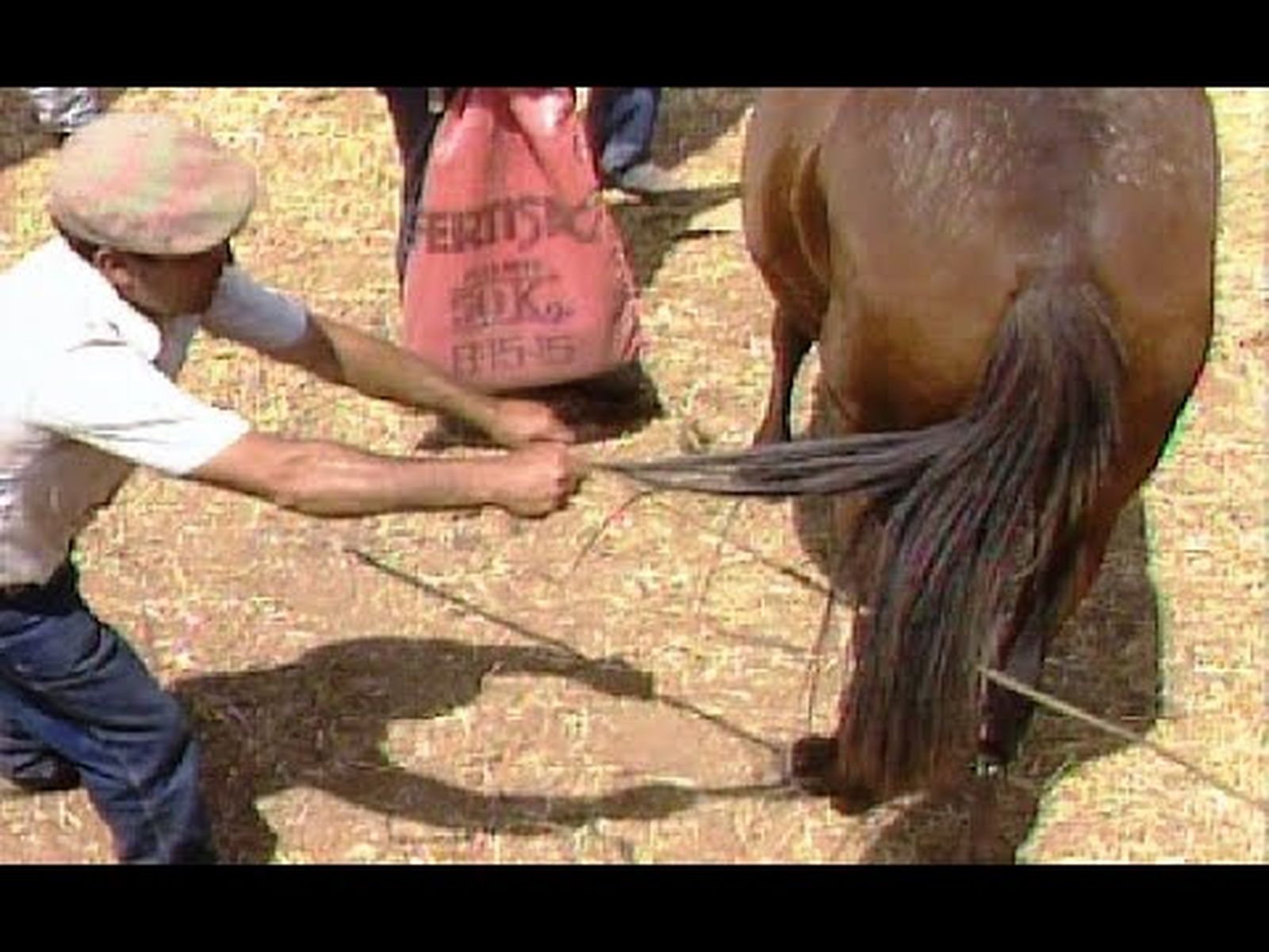 La saca de yeguas en 1987 en Almonte (Huelva) | Caballos en Canal Sur