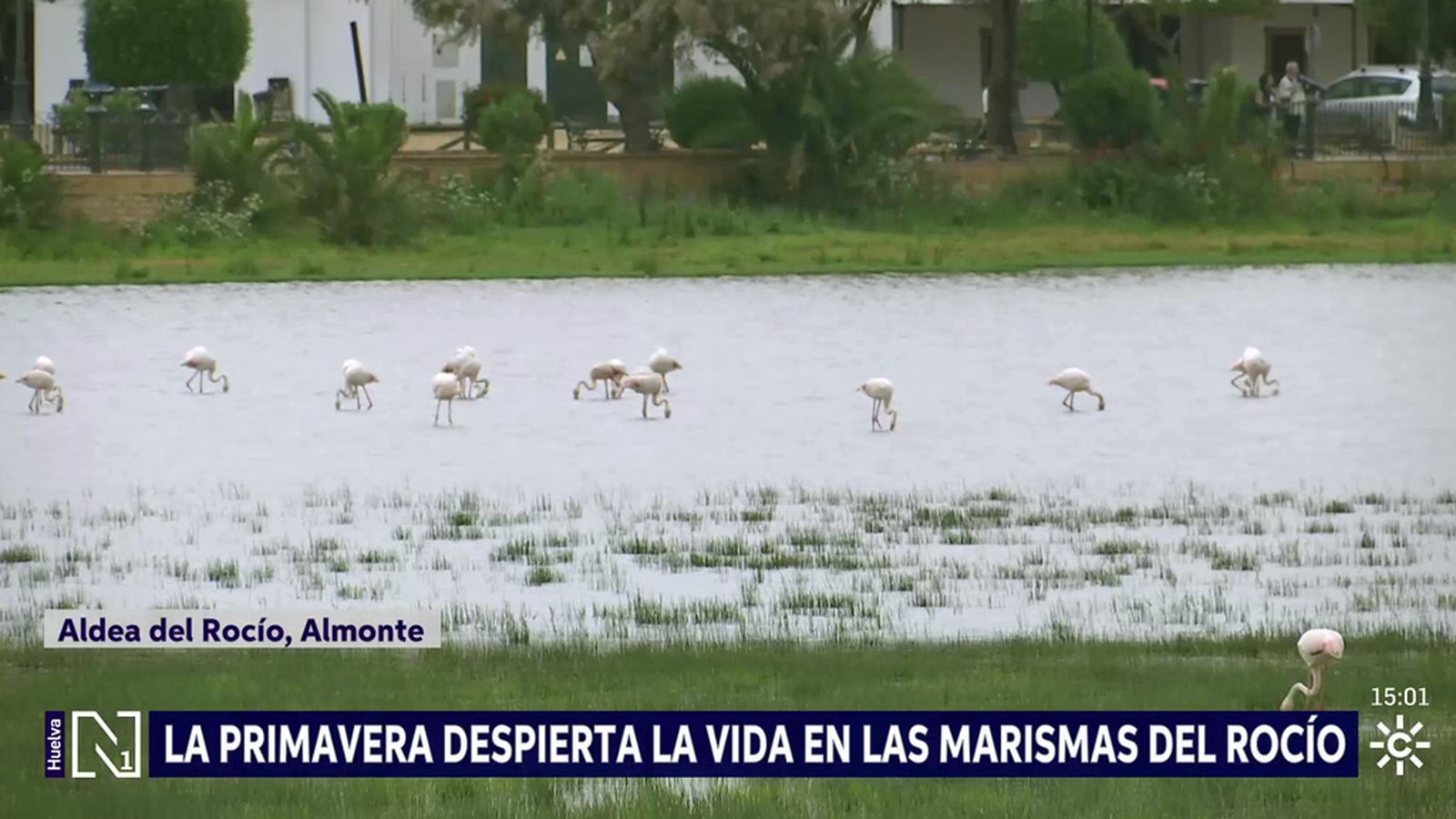 La primavera despierta la vida en las marismas de Doñana