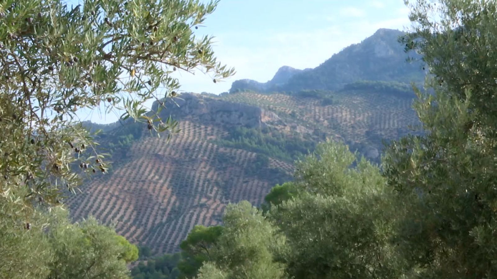 Mil millones de euros para el olivar andaluz