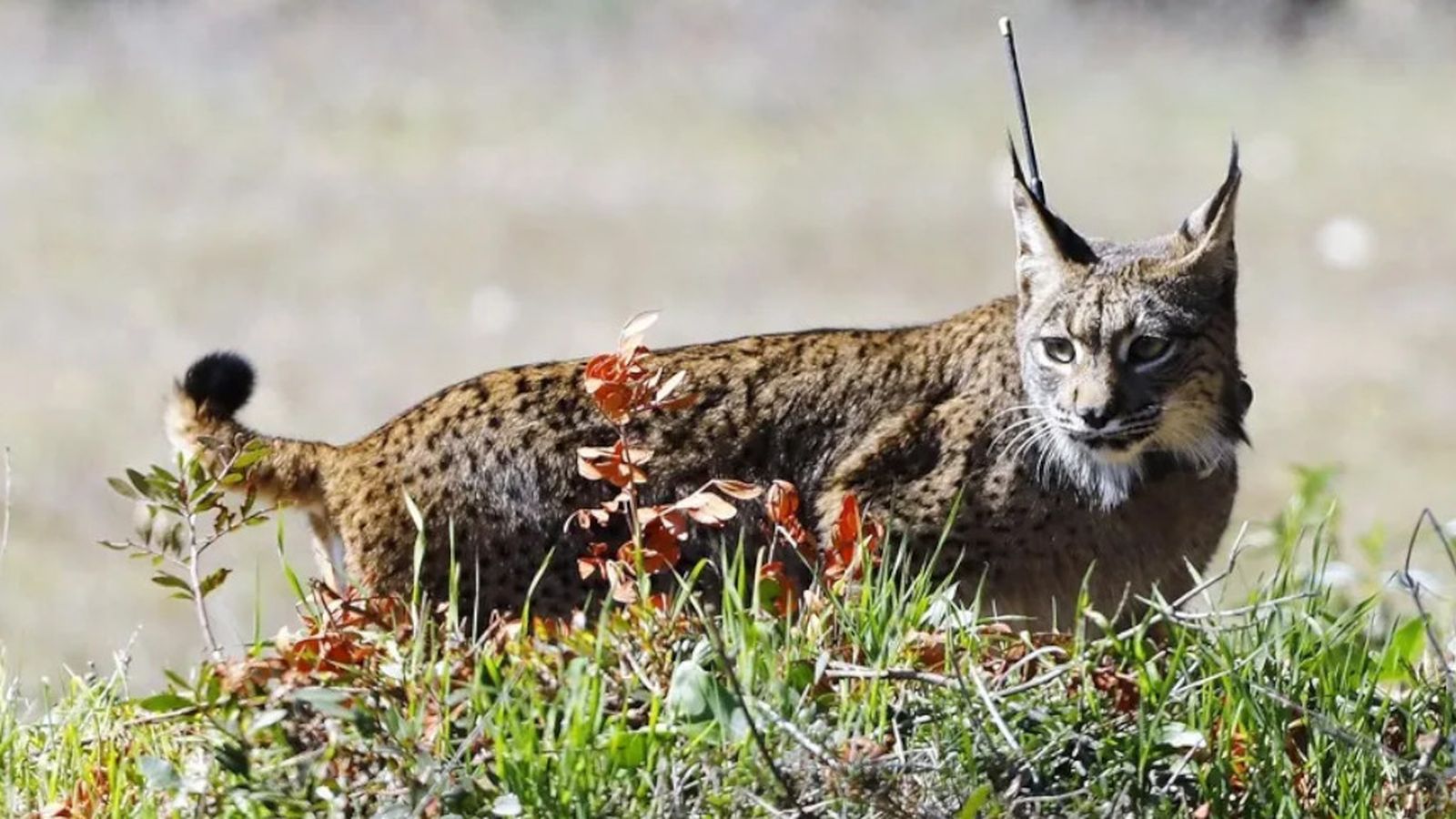 lince iberico