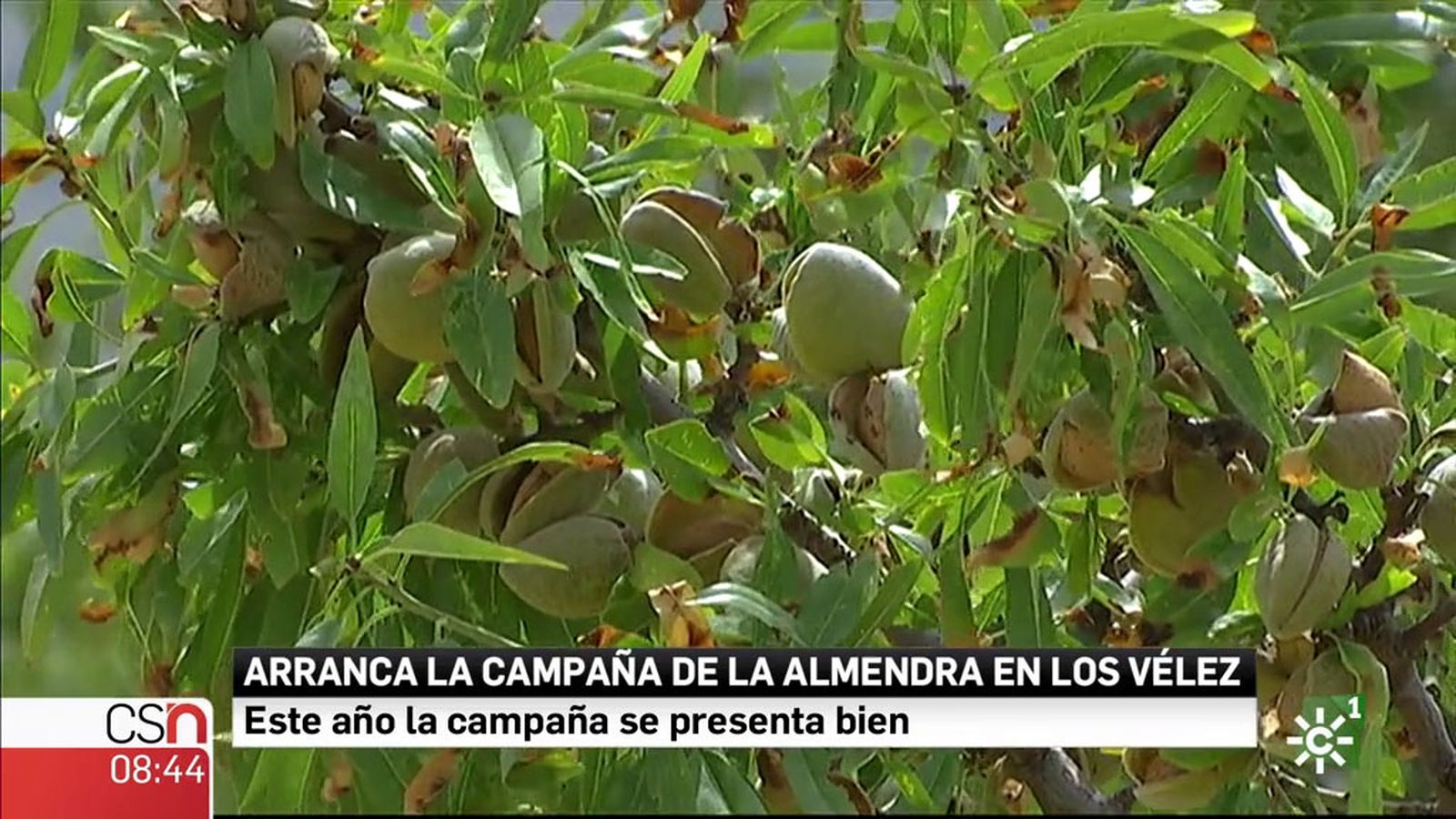 BD-almendras