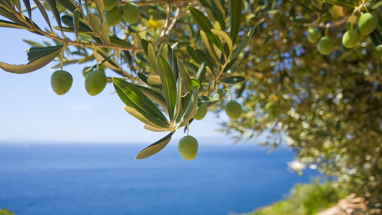 Recurso aceituna 7 olivar mediterraneo