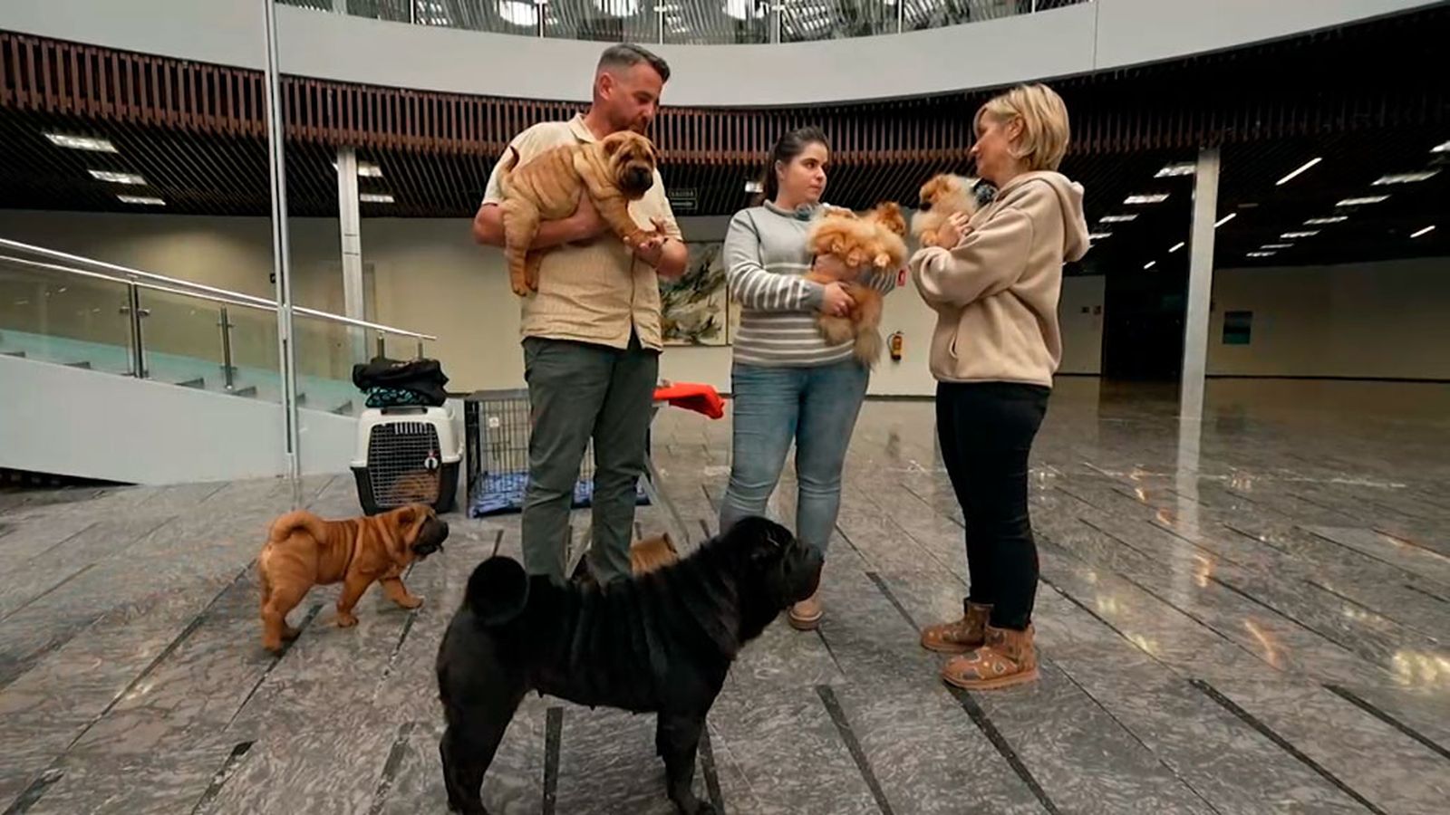 ¿Cómo son los concursos de belleza de los perros?