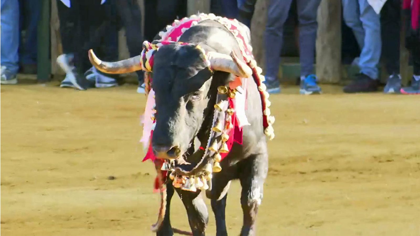 Festividad de San Marcos en Beas de Segura, una fiesta donde el protagonista es el toro