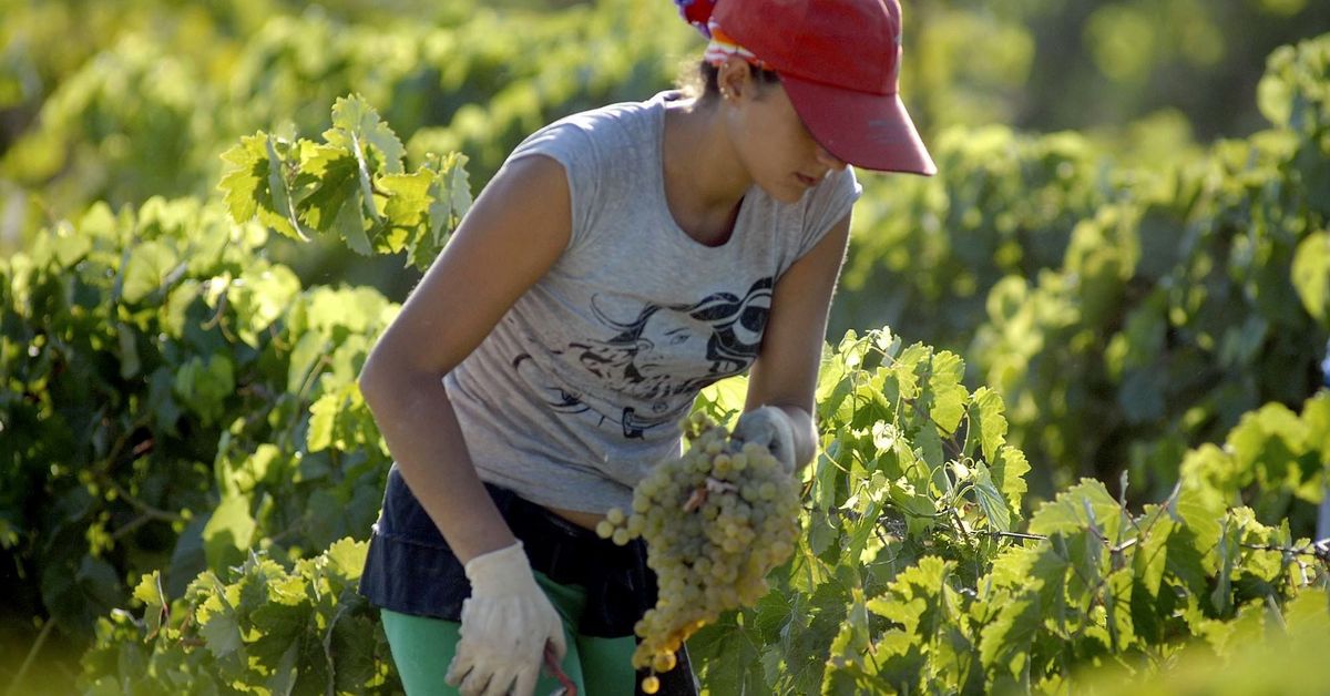 CAMPO: Día Internacional de la Mujer Rural: la brecha de género y el ...