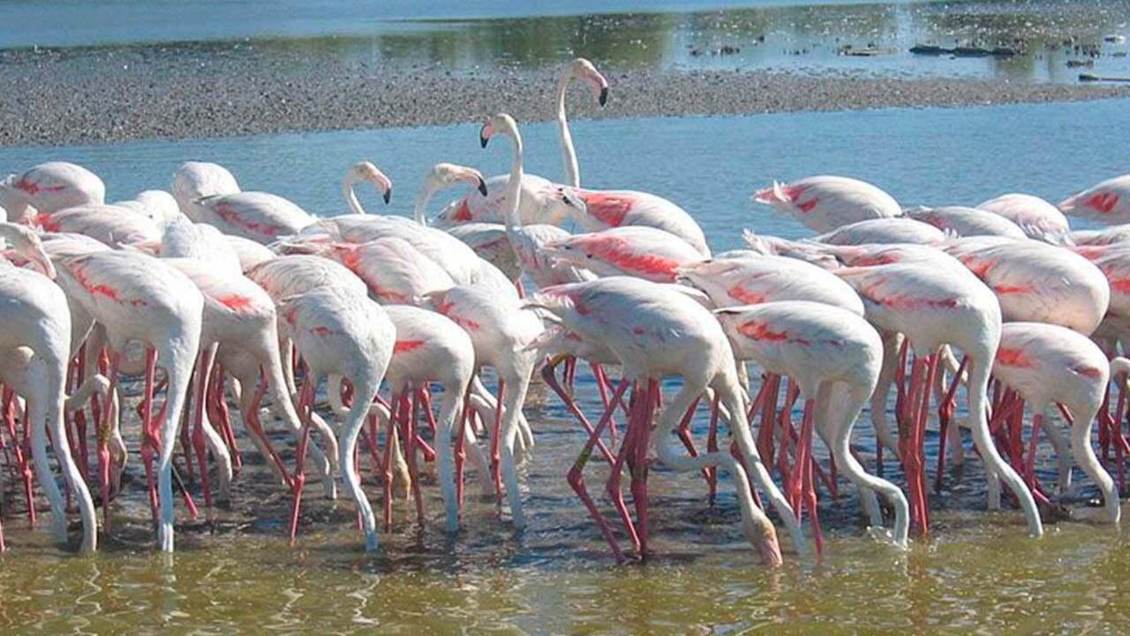 "Espacio protegido", flamencos