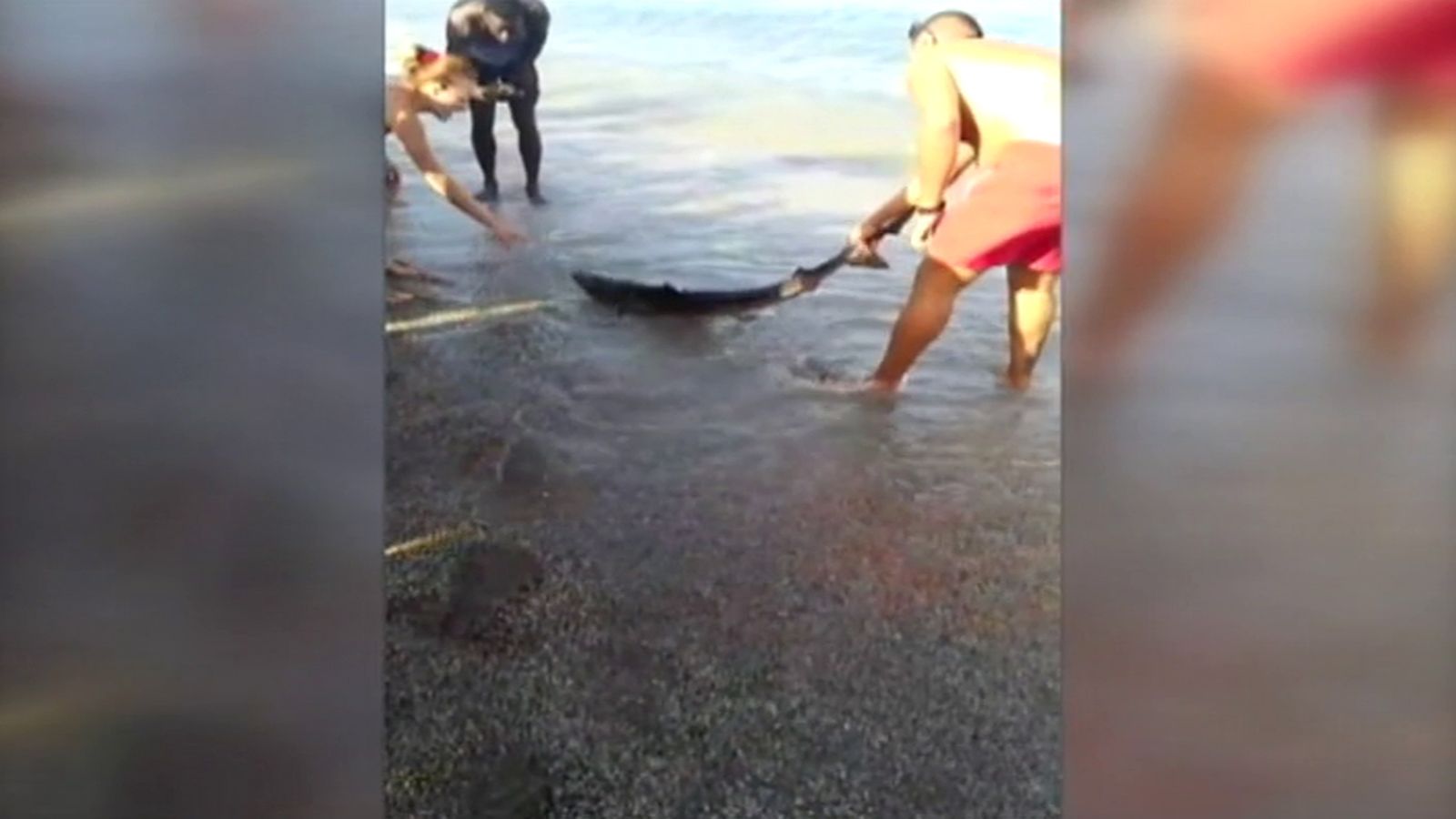 Tiburón varado Roquetas