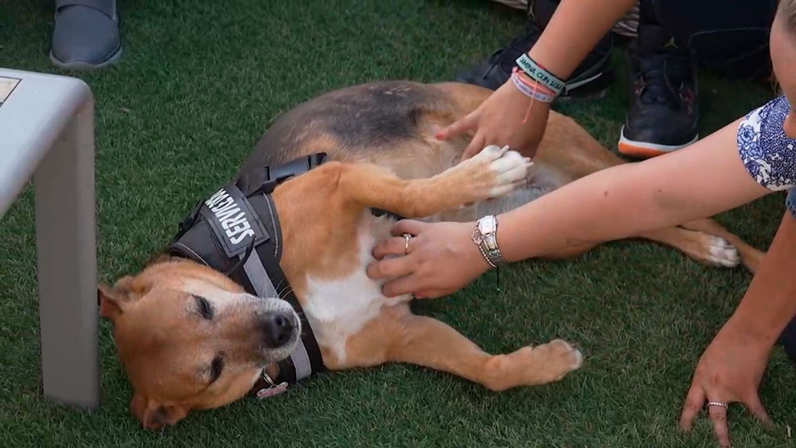 Musa, una perrita que ayuda a personas con problemas de salud mental