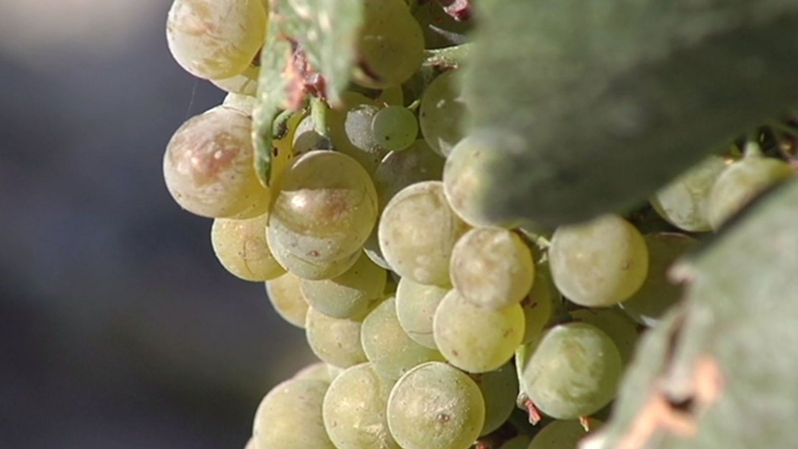 uvas 1024