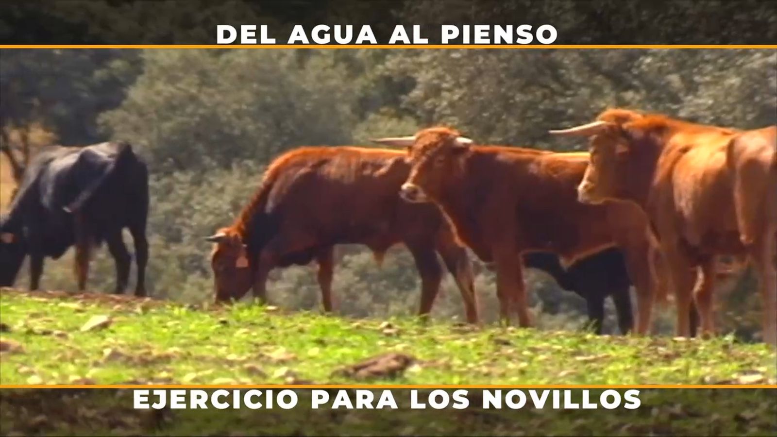 Cómo conseguir con agua y comida que los toros hagan ejercicio