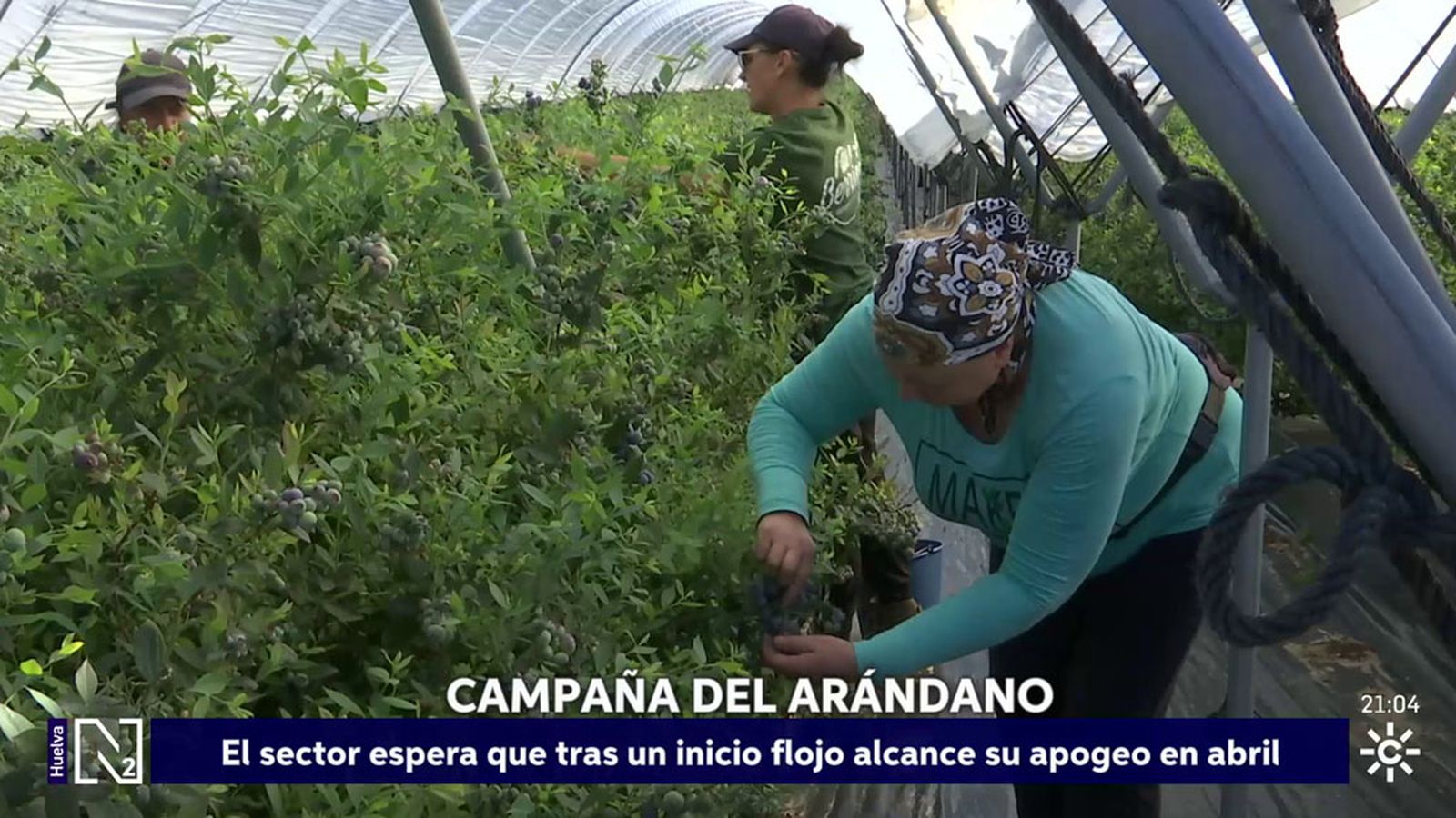 Campaña del arándano en Huelva