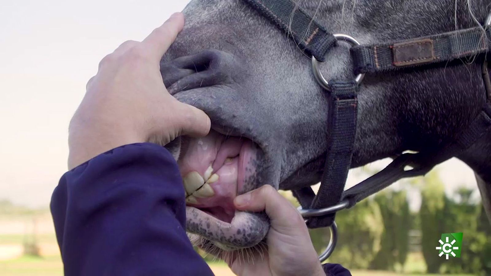 Todos los detalles que conviene revisar a la hora de comprar un caballo