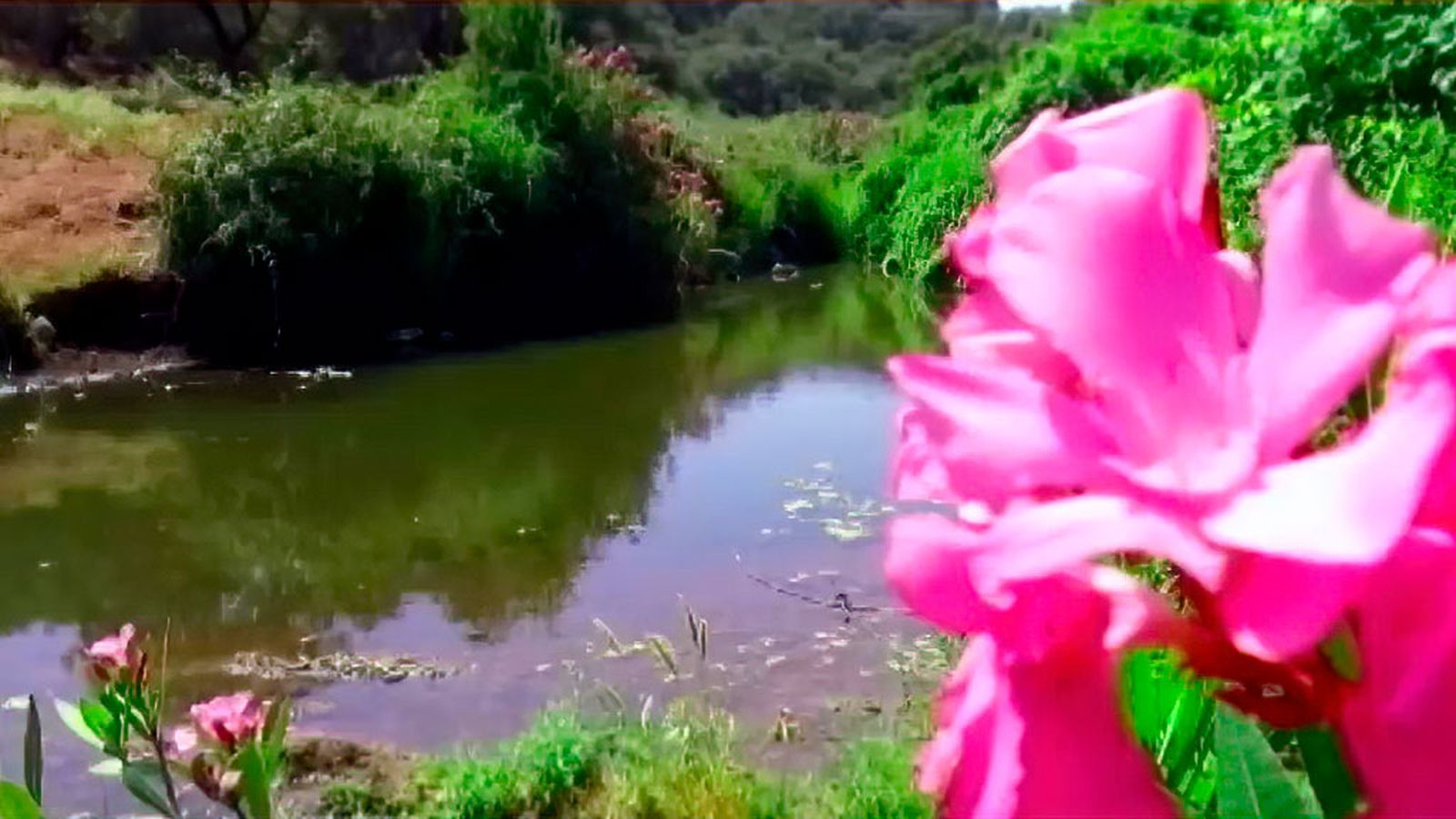 viaje al paraíso, el arroyo de las vacas