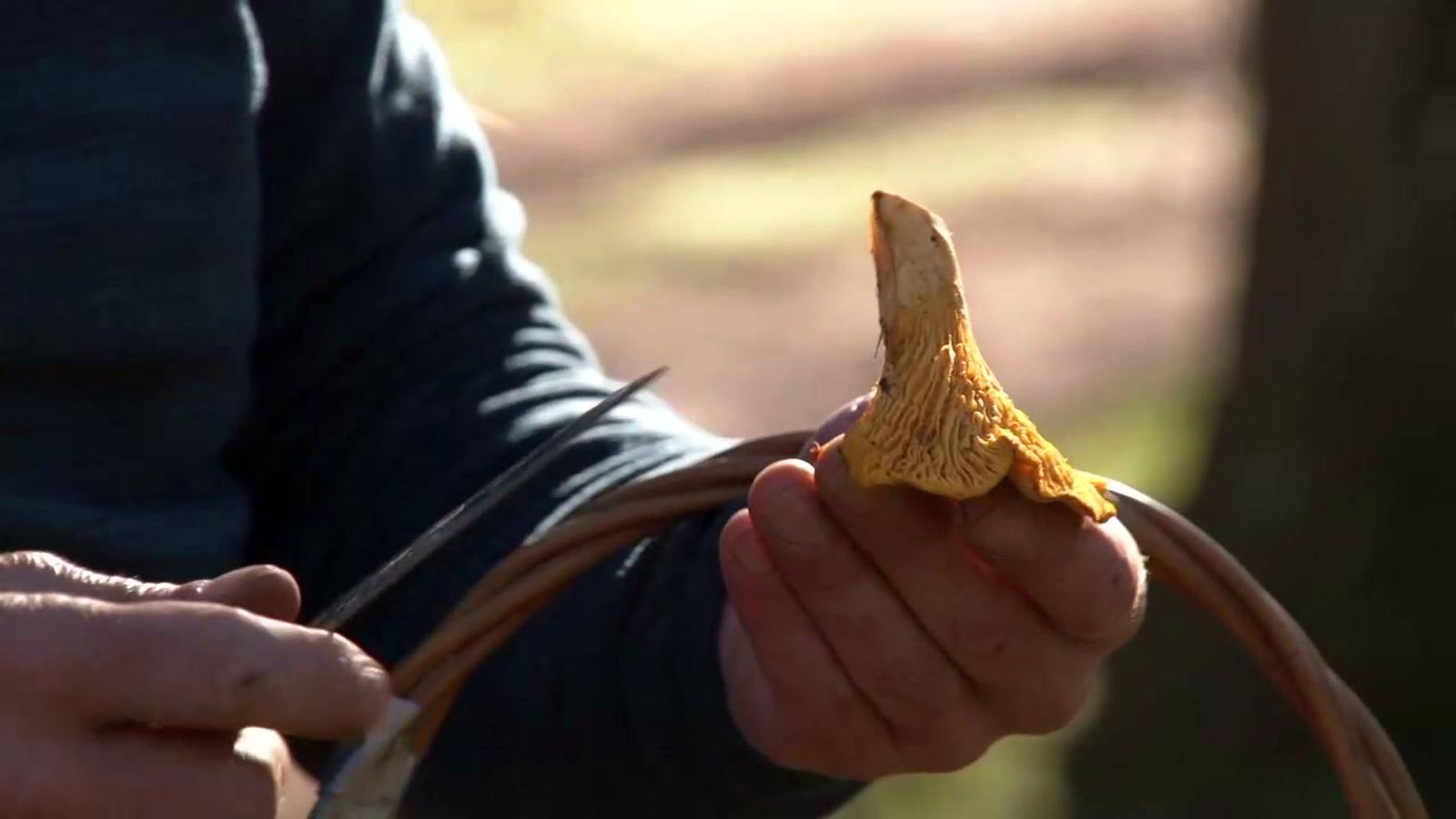 La recogida de setas proporciona el doble beneficio de la actividad y la comida sana