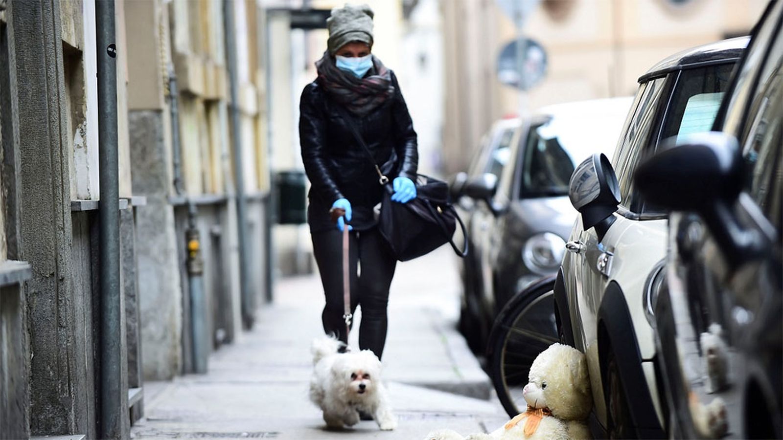 Perro coronavirus
