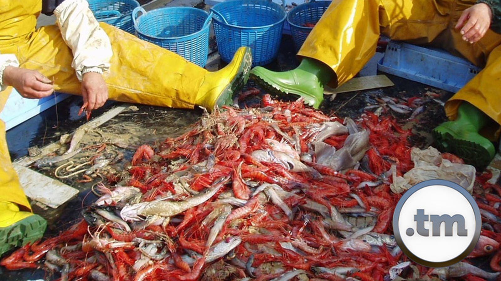 Tierra y mar gamba roja 800