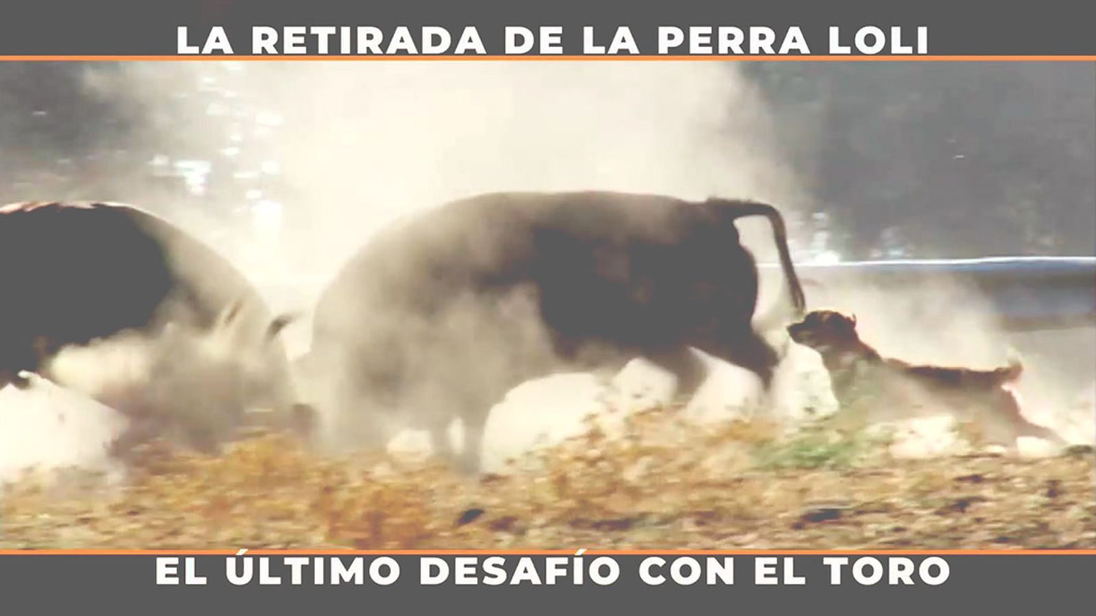 El perro es el único animal capaz de acercarse a separar dos toros que pelean a muerte