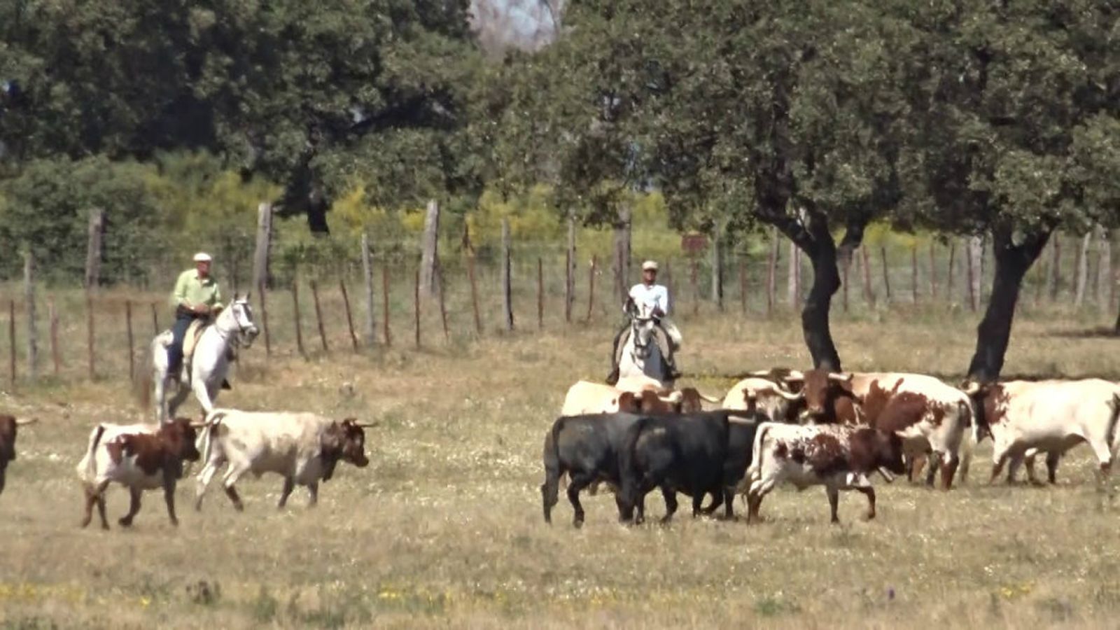 toros para todos